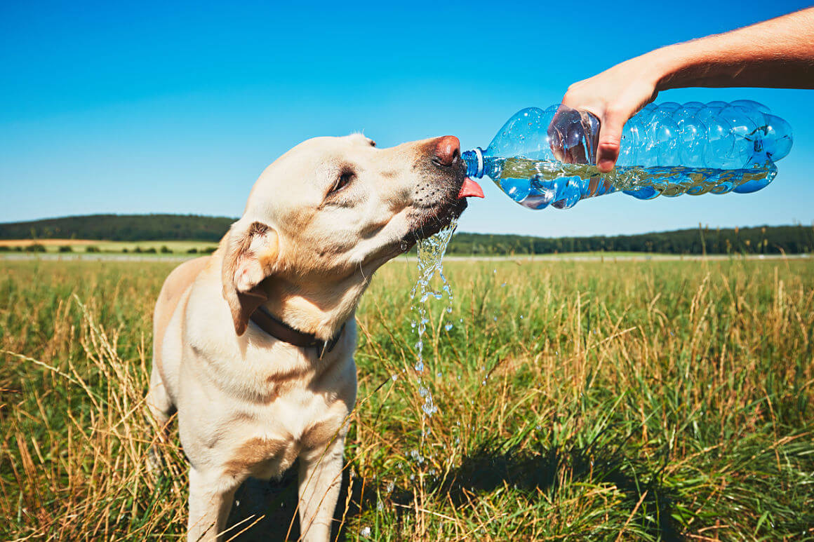 Ola de calor y mascotas: consejos para cuidar a los perros y gatos de las altas temperaturas